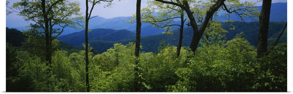Panoramic photograph of tree tops in forest with mountain silhouettes in distance.