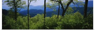 Trees in the forest with mountains in the background, Great Smoky Mountains National Park, Tennessee