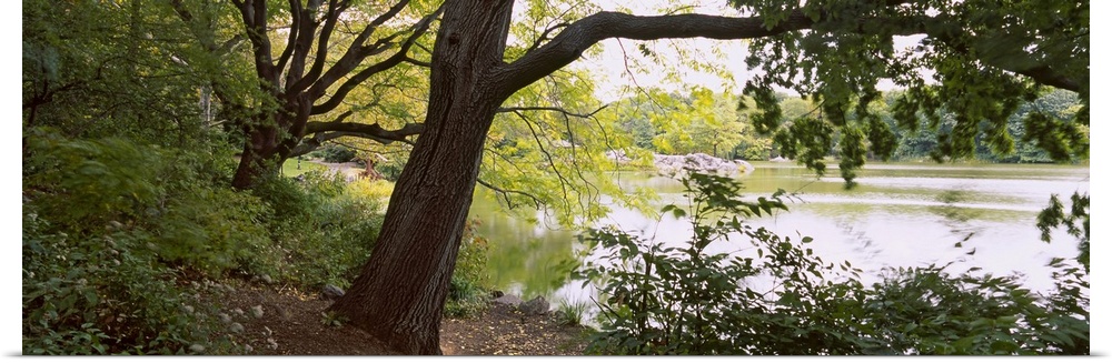 Trees near a pond in a public park, Central Park, Manhattan, New York City, New York State