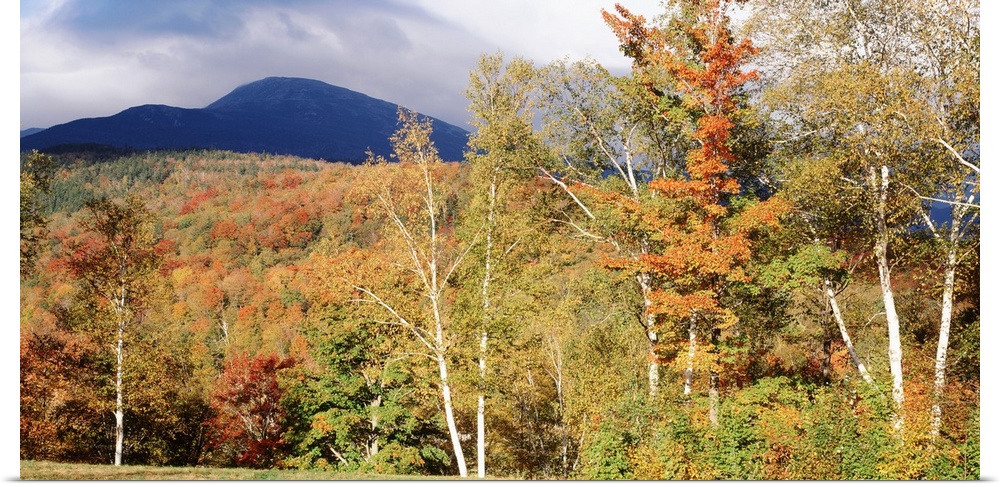 Large landscape photograph of a large field of autumn colored trees in front of Mount Washington in the background, in the...