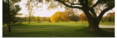 Trees on a golf course, Westwood Country Club, Vienna, Virginia