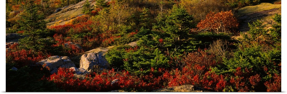 Trees on a landscape, Cadillac Mountain, Acadia National Park, New England, Maine