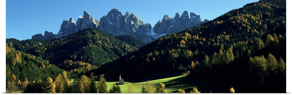 Trees on a landscape, Dolomites, Funes Valley, Le Odle, Santa Maddalena, Tyrol, Italy