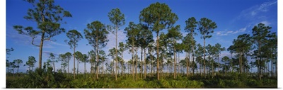 Trees on a landscape, Everglades National Park, Florida