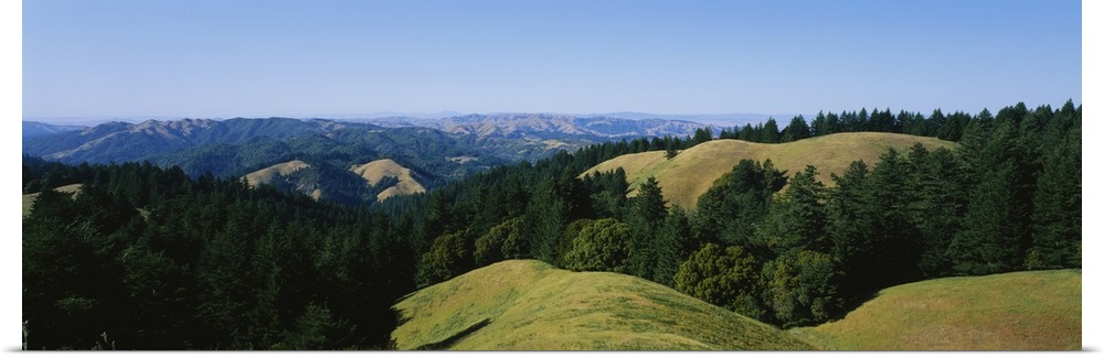 Trees on a landscape, Mt Tamalpais, Marin County, California