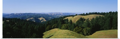 Trees on a landscape, Mt Tamalpais, Marin County, California
