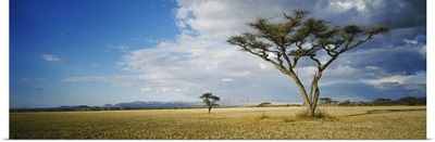 Trees on a landscape, Tanzania