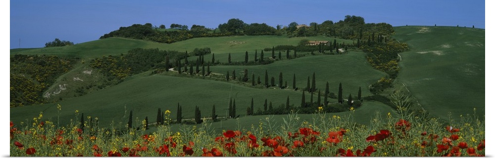 Trees on a landscape, Tuscany, Italy