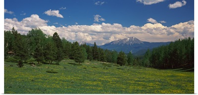 Trees on a landscape with a mountain in the background, Spanish Peaks, Old La Veta Pass, Huerfano County, Colorado