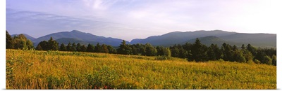 Trees on a landscape with mountains in the background, Lake Placid, Adirondack Mountains, New York State