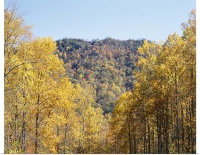 Trees on a mountain, Cherokee, Swain County, North Carolina