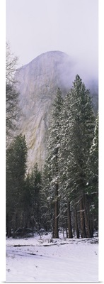 Trees on a snow covered landscape, El Capitan, Californian Sierra Nevada, Yosemite National Park, Mariposa County, California