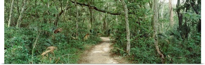 Trees on both sides of a path, Fort Caroline National Memorial, Jacksonville, Florida