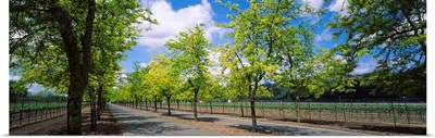 Trees on both sides of a road, Napa Valley, California,