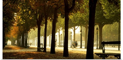 Trees on both sides of a walkway, Champs Elysees, Paris, France