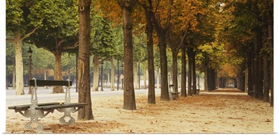 Trees on both sides of a walkway, Champs Elysees, Paris, France