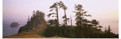 Trees on rocks, Pacific Ocean, Boardman State Park, Oregon