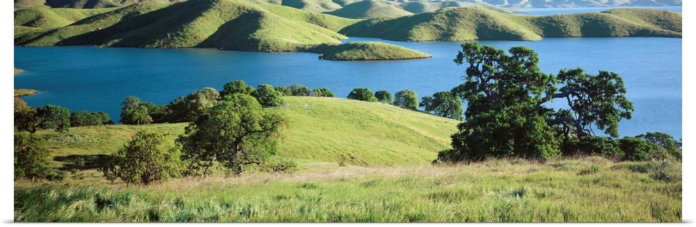 Trees on the banks of a river, San Luis Reservoir, Dinosaur Point Area, Merced County, California