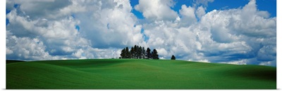 Trees on the top of a hill, Palouse, Whitman County, Washington State