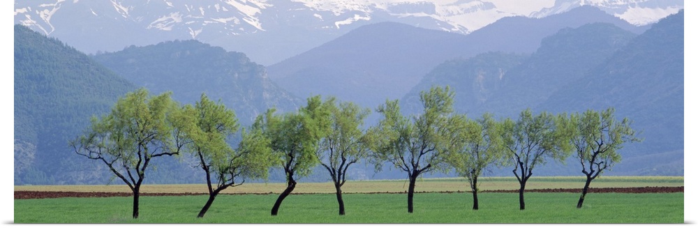 Trees Pyrenees Spain