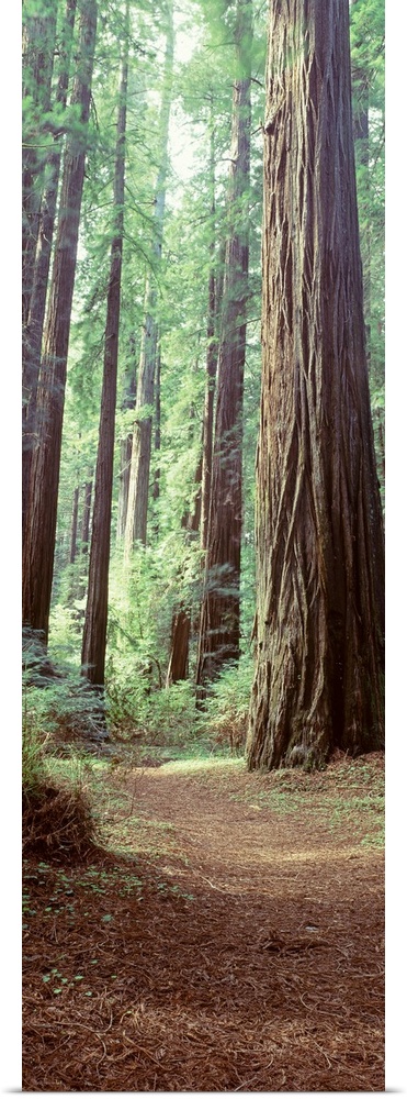 Trees Redwood St Park Humbolt Co CA