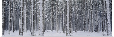 Trees Winter Austria