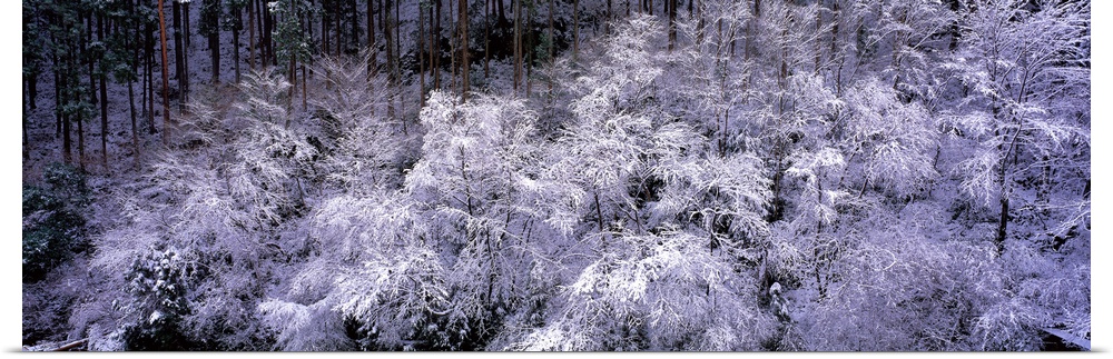 Trees with Frost Kyoto Japan