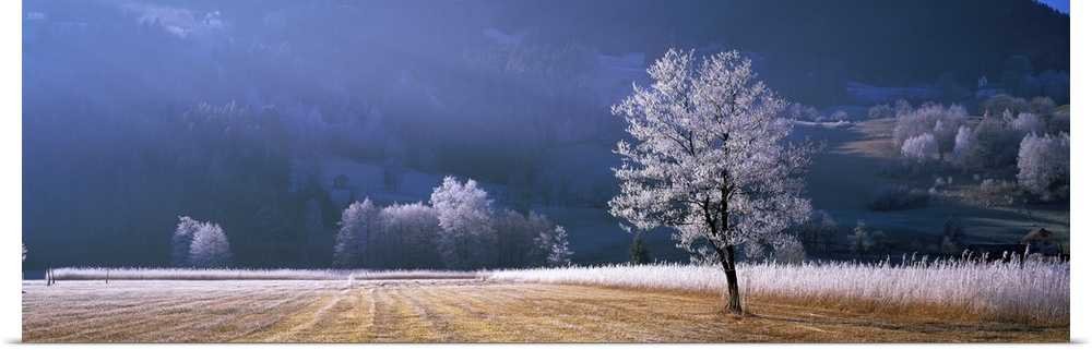 Frost covered tree and meadow in the morning sun in Europe.