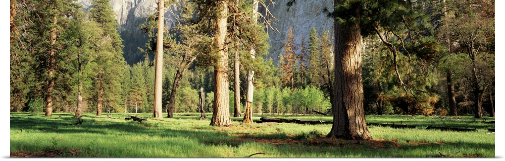 Trees Yosemite Valley CA