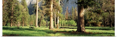 Trees Yosemite Valley CA