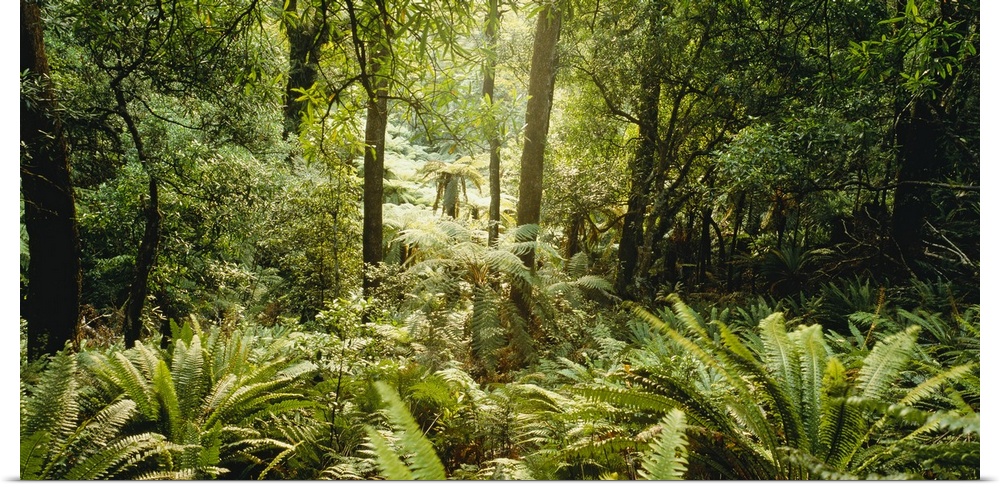 Panoramic photograph of lush rain forest with trees and thick undergrowth.