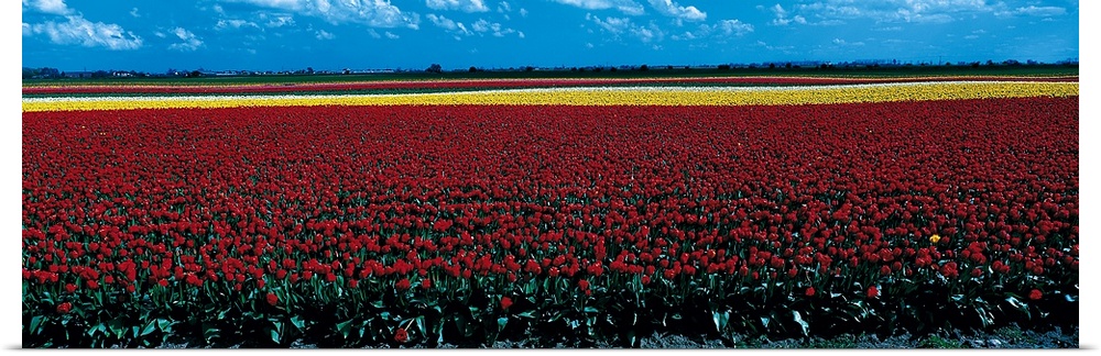 Tulip field near Spalding Lincolnshire England
