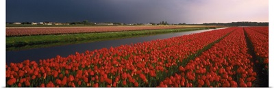 Tulip Field Netherlands