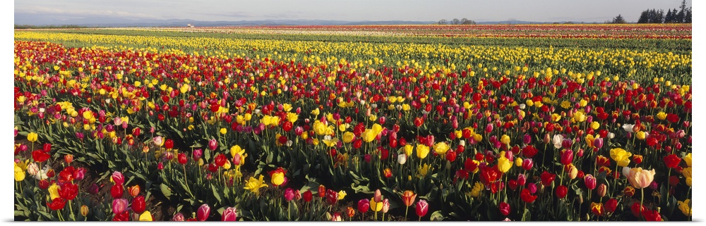 Tulip Field Willamette Valley OR