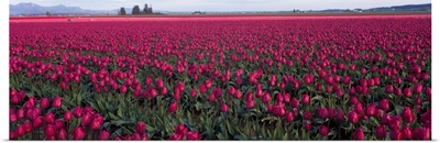 Tulip Fields Skagit County WA