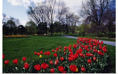 Tulip flower bed blooming in park, New York