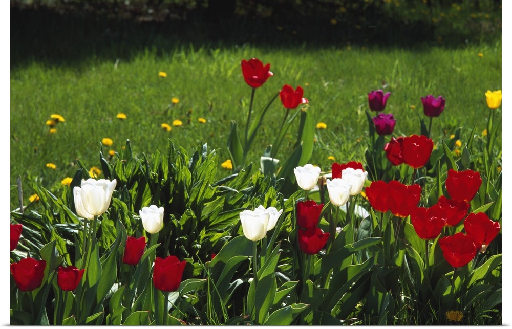 Tulip flowers blooming in grass, New York