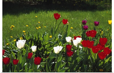 Tulip flowers blooming in grass, New York