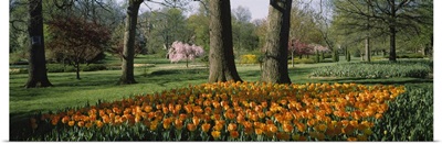 Tulip flowers in a garden, Sherwood Gardens, Baltimore, Maryland