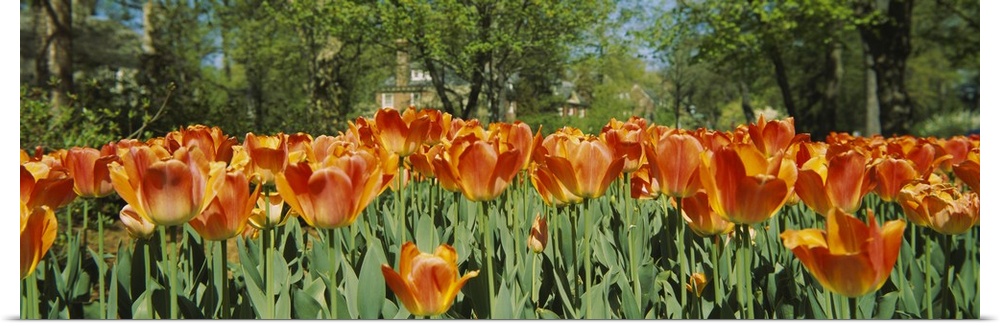 A photograph is taken level with a field of warm colored tulips that have already bloomed.