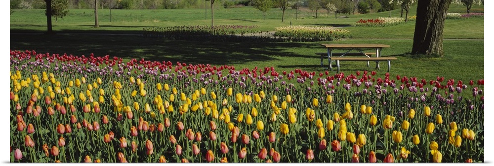 Tulip flowers in a park, Grand Rapids, Michigan