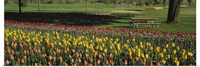 Tulip flowers in a park, Grand Rapids, Michigan