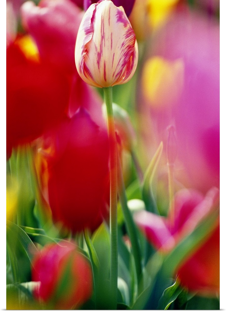 Portrait, close up photograph on a large wall hanging of a field of tulips, a center tulip in focus, the surrounding flowe...