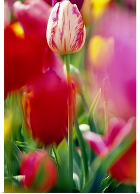 Tulip Flowers In Bloom