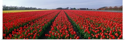 Tulips Egmond Netherlands