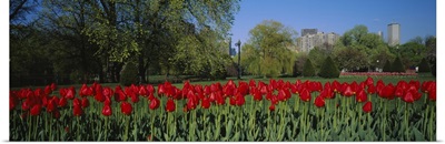 Tulips in a garden, Boston Public Garden, Boston, Massachusetts