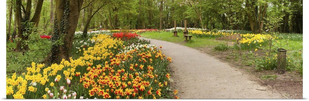 Tulips in a garden, Springfields Garden, Lincolnshire, England