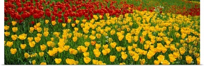 Tulips Lake Constance South Germany