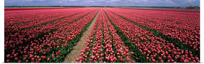 Tulips near Alkmaar Netherlands