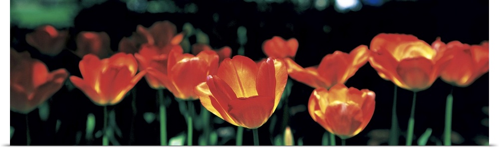 Tulips Sherwood Gardens Baltimore MD
